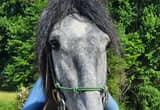 Beautiful Grey Filly for sale