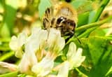 Honey Bees for Sale - 5-frame Nucs