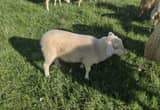 East Friesian Dairy/ Meat Sheep Ram Lambs