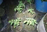 Potted Tomatoe and Pepper Plants
