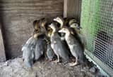 13 baby Muscovy ducklings