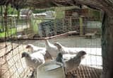 6 lavender orpington hen chicks