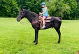 Kid/ Husband Safe Trail Horse