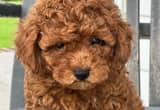 Toy Poodle - Male - Red