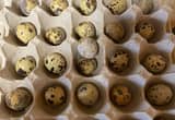fertilized quail eggs