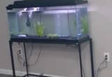 50 gallon fish tank with stand