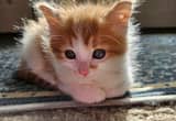 Little orange & white kitten