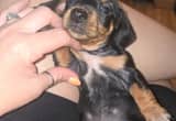female miniature dashound
