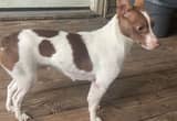 Rat terrier to rehome
