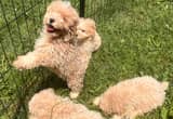 toy poodles
