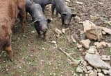 5 Berkshire/ Duroc weaned pigs for sale