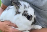 Bunny Rabbit Female