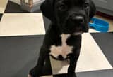 Sealed Male Boxer Puppy