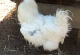 Silkie Rooster