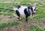 pygmy male goat