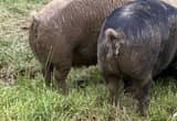 Idaho Pasture Pigs for Breeding