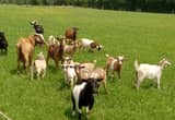 18 Goats For Sale Serious Inquiries Only