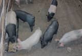 Weaned Pigs