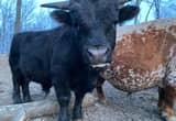 Jet black mini Longhorn Bull