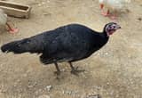 Black Spanish turkey hen