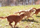 Golden retriever AKC OFA DNA stud & pups