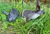 Rabbits/ Bunnies