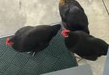laying hens for sale