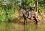 Standerbred/ Ky Mtn Pony Mare
