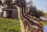 Female Emu Chick