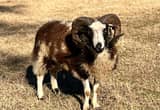 Javob Sheep Ram - McCoy! ❤️