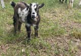 Adorable Pygmy-Nigerian Dwarf Goats
