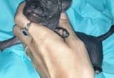 Ckc Mexican Hairless Chihuahua Male Pup2
