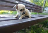chihuahua puppy for sale