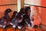 Black Copper French Maran Chicks