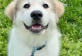 Male Great Pyrenees puppy