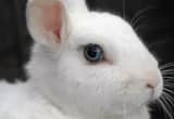 White Buck Rabbit with Blue Eyes