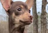 Sweet Lil Deerhead Chihuahua