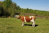 2 yr old Guernsey/ Jersey cow with calf