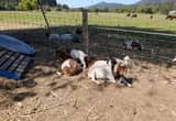 Small boer goat herd.