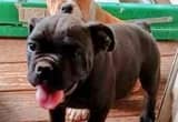 Beautiful American Bully Pups for sale