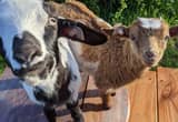 pending! fainting goats to good home