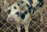 18 month old male Kune Kune