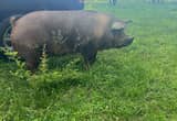 2 yr old duroc sow for sale