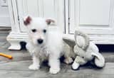 Available now: AKC male westie