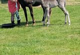 Gaited Rocky Mountain Mare & colt