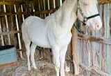 Spotted Saddle Horse Stallion
