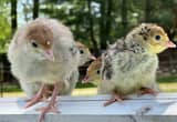 Turkey Poults/ chicks
🦃🦃🦃🦃🦃🦃🦃