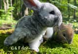 Mini Plush Lop bunnies 2 litters
