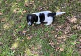 Mini Longhair Dachshund Male Puppy