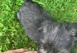 australian chorkie puppies for sell